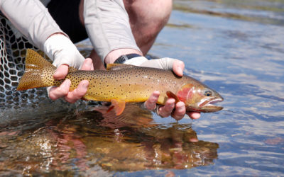 2018 Montana Fly Fishing Outlook