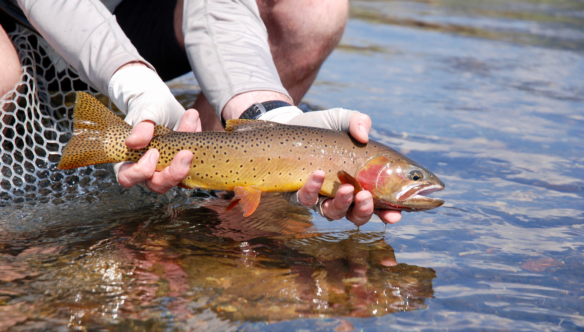 Angler holding a cutthroat trout on a fly fishing trip