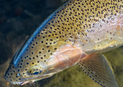 Missouri River rainbow trout