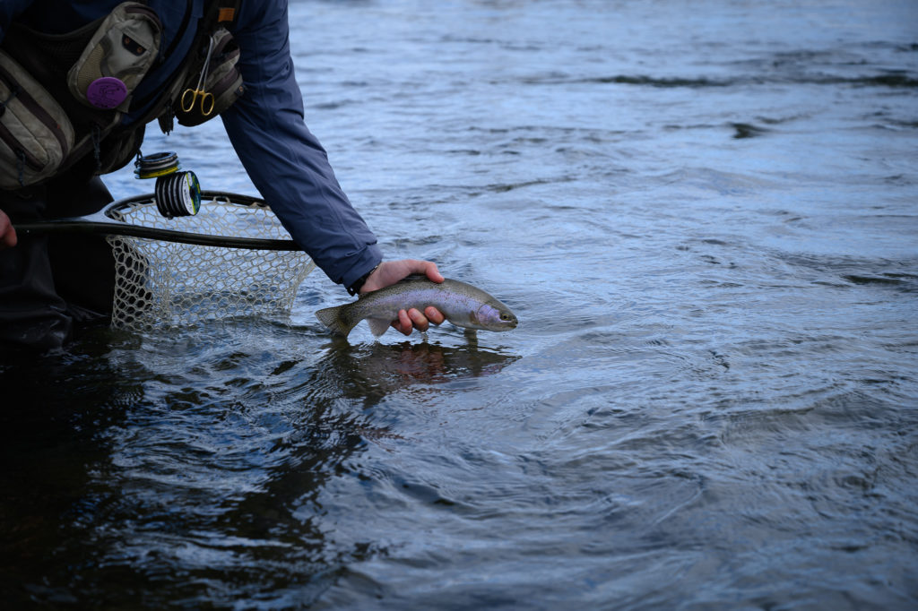 Gallatin River rainbow trout caught in Montana during the winter