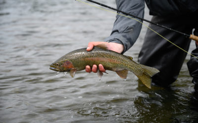 3/30/2020 Bozeman, MT Fly Fishing Report