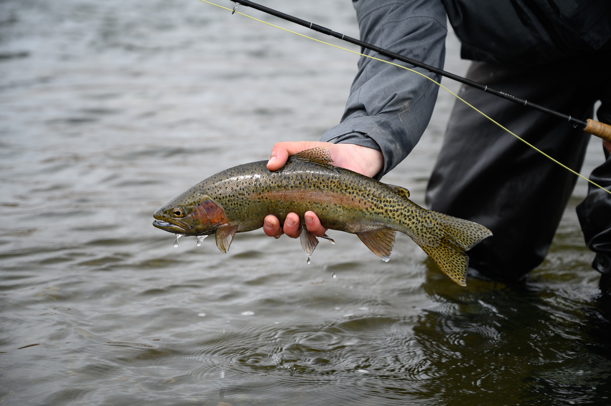 Madison River rainbow trout in April