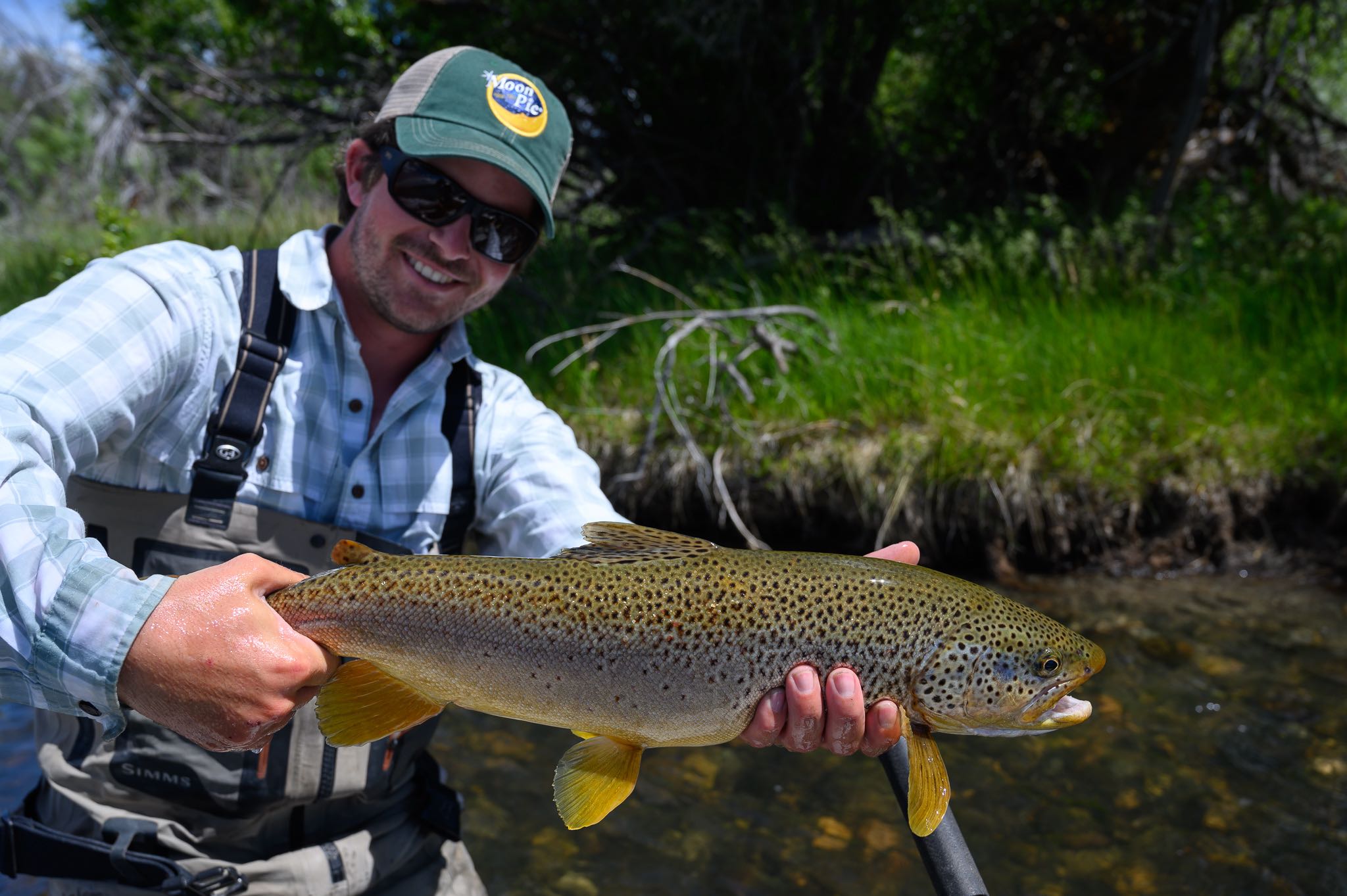 Madison River Salmonfly Brown Trout