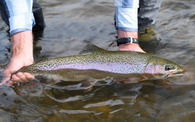 Bozeman, MT Fly Fishing Report 7/4/19