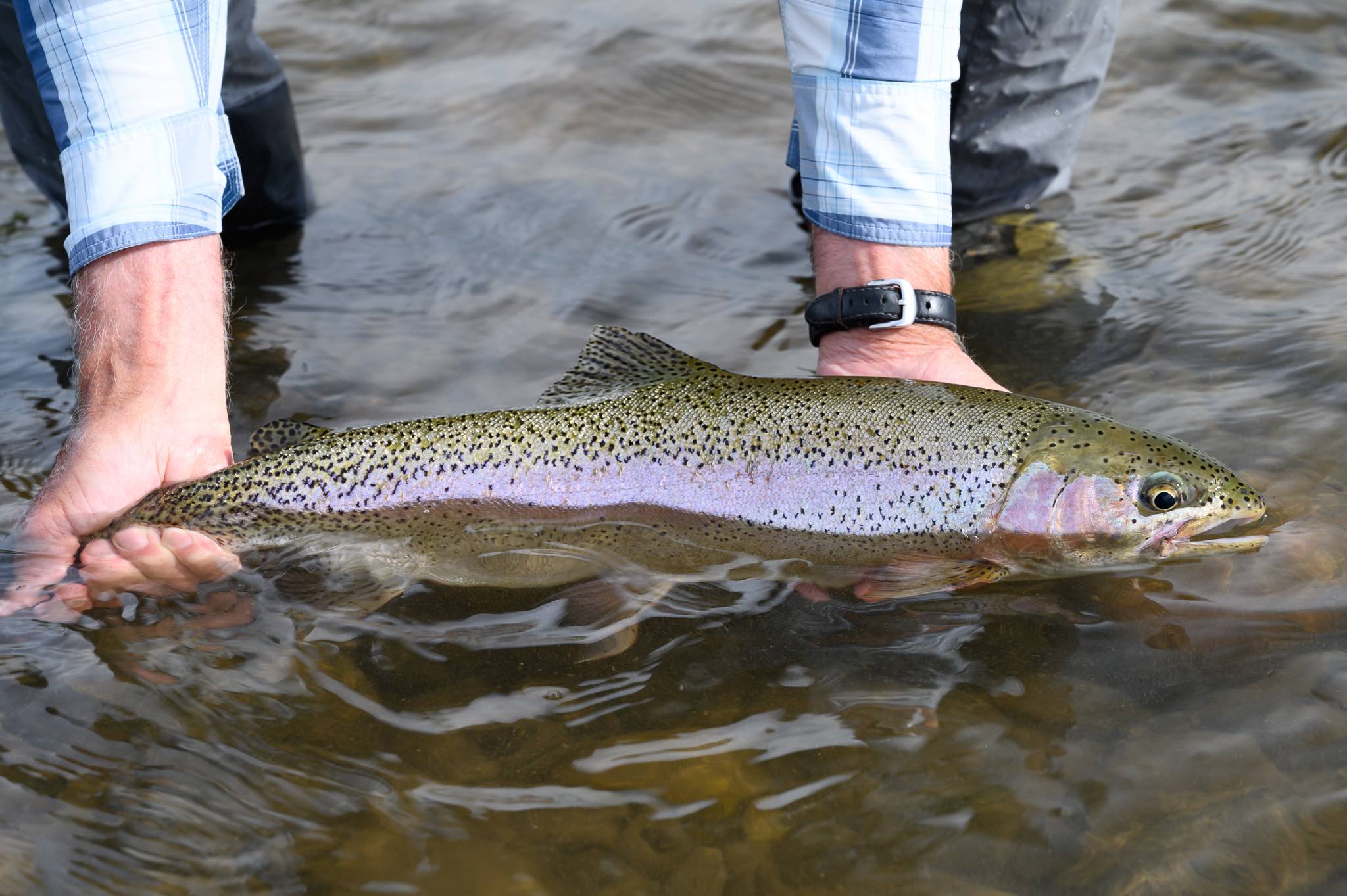 Madison River Salmonfly Rainbow Trout