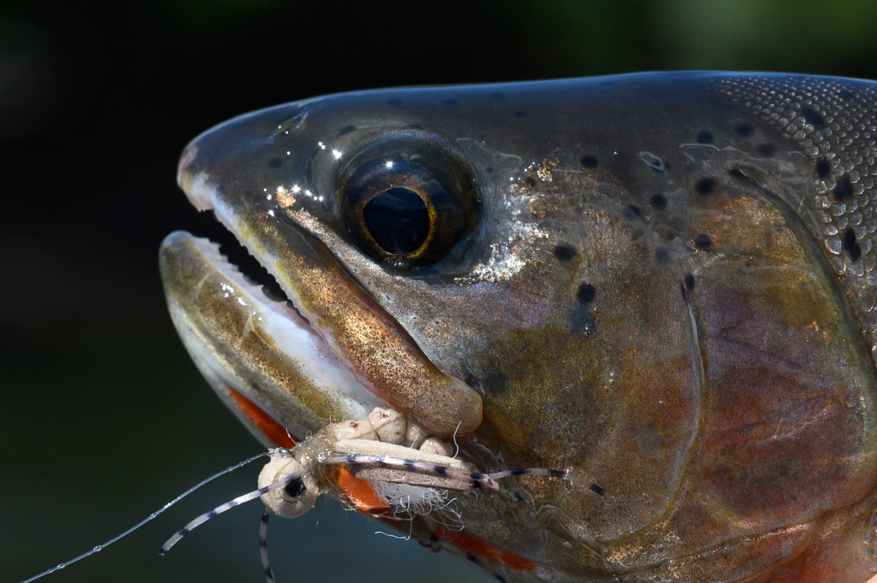 Yellowstone Cutthroat Trout