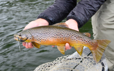 Bozeman, MT Fly Fishing Report 10/7/19