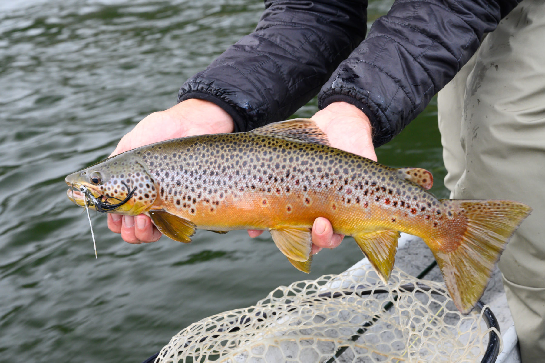 Missouri River brown trout caught on