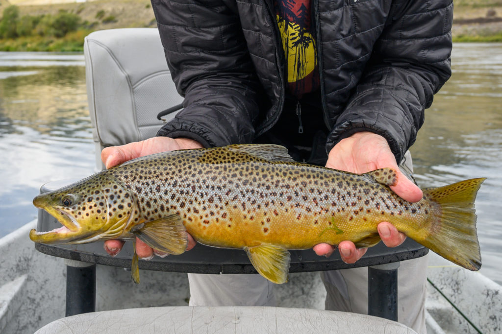 Angler with a Missouri River brown trout caught in the fall