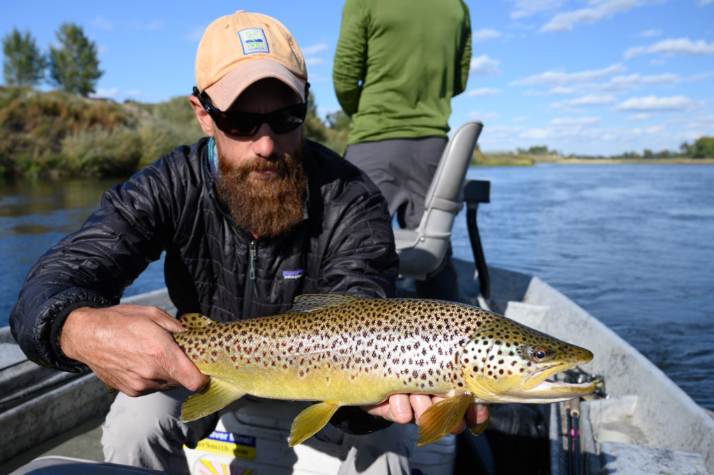 Montana angler holding brown trout on Missouri River