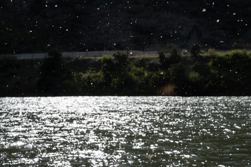 Mother's Day Caddis on the Madison River