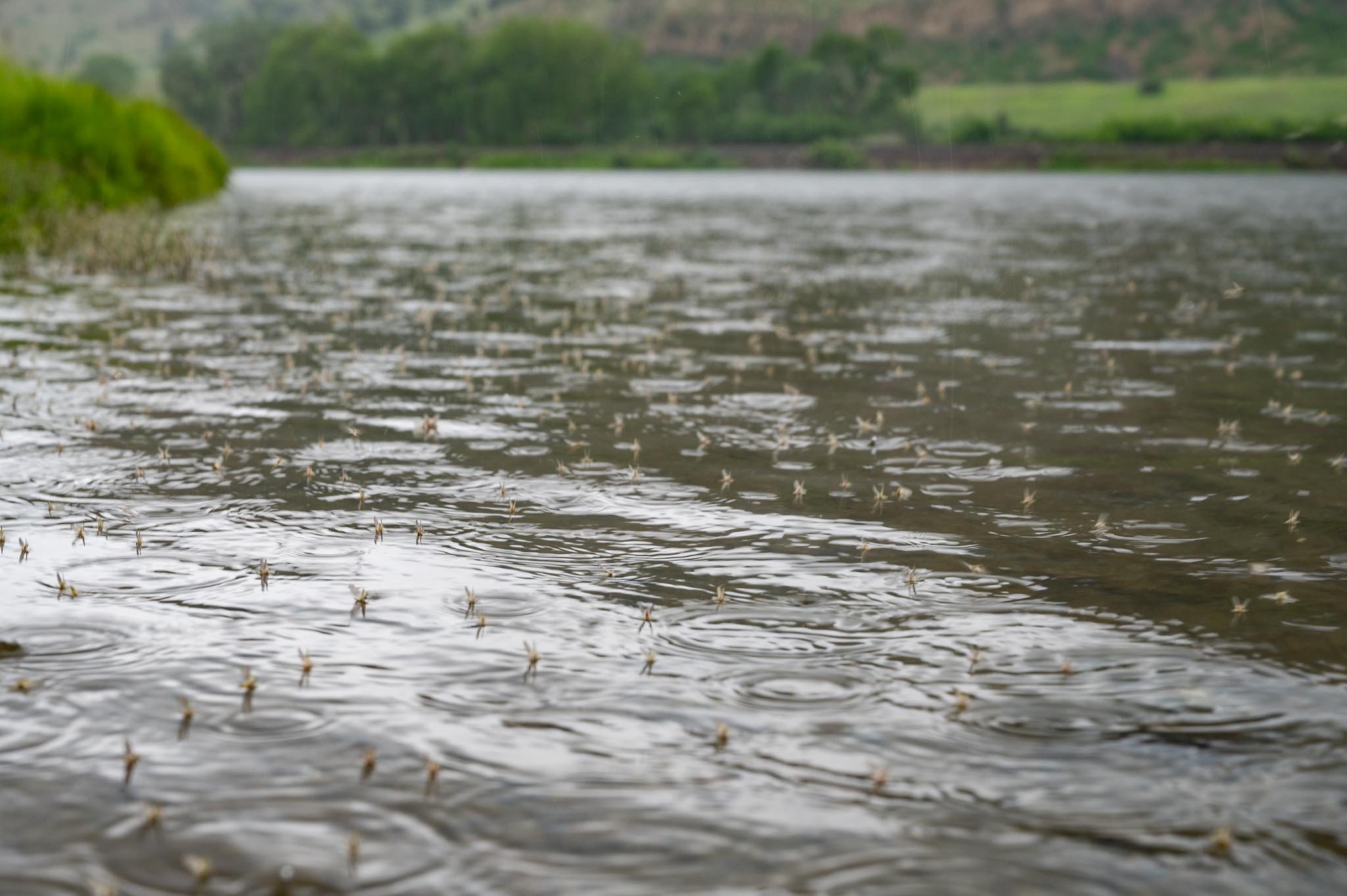 Missouri River PMD hatch in June