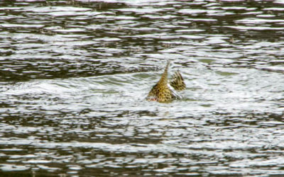 Guide to Dry Fly Fishing in Montana