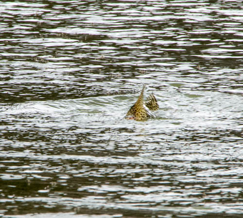 Rainbow trout rising to a dry fly on the Missouri River in Montana