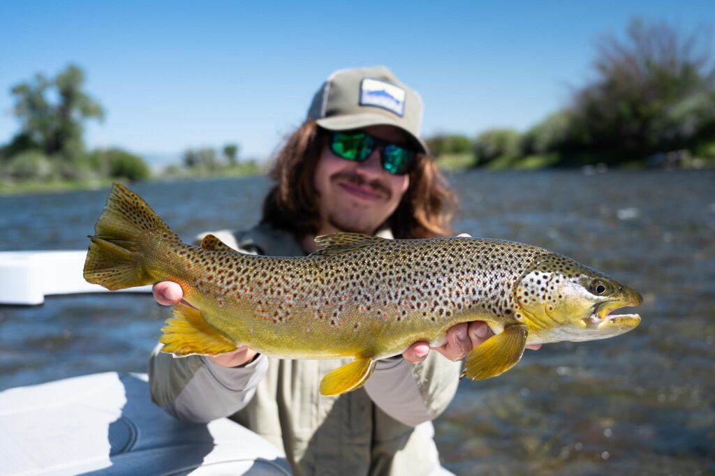 Madison River Brown Trout caught in July