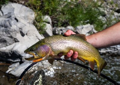 Yellowstone river cutthroat trout in Montana