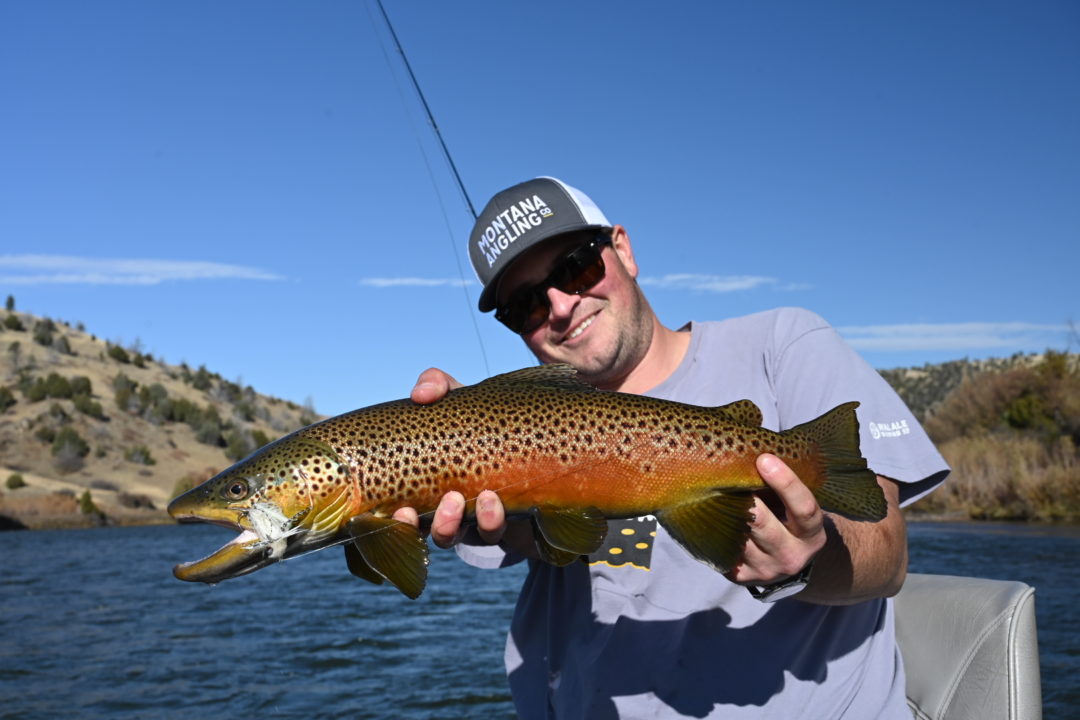 Angler holding a Madison River Brown Trout in October