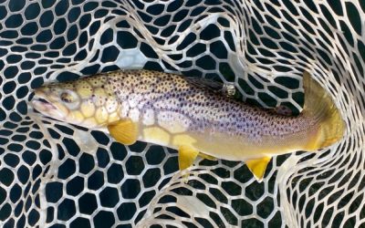 Bozeman, MT Fly Fishing Report 10/28/19