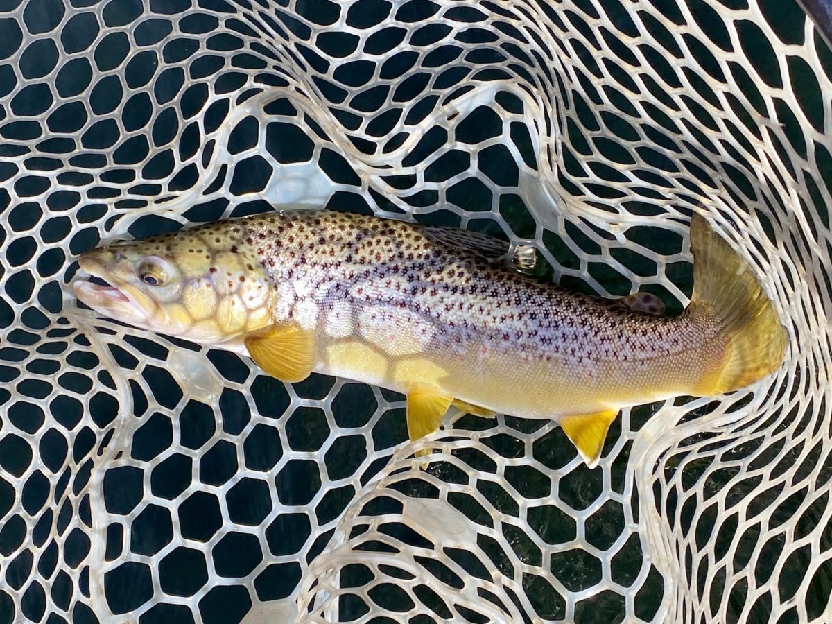 Yellowstone River brown trout caught in October