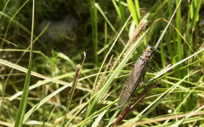 Chasing Salmonflies: Where and When to Fish Montana’s Biggest Hatch