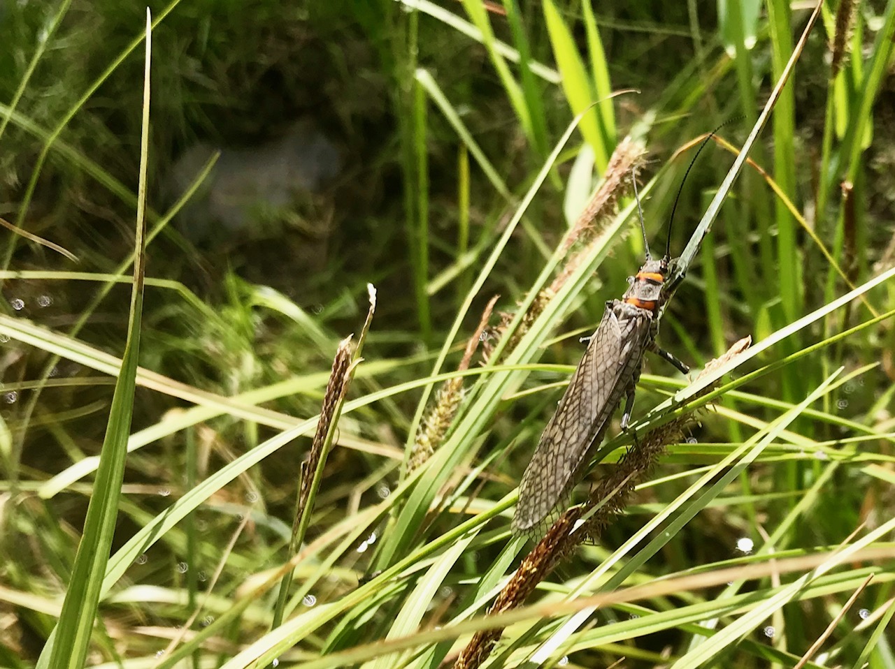 Salmonfly on the banks of the Madison River in Montana