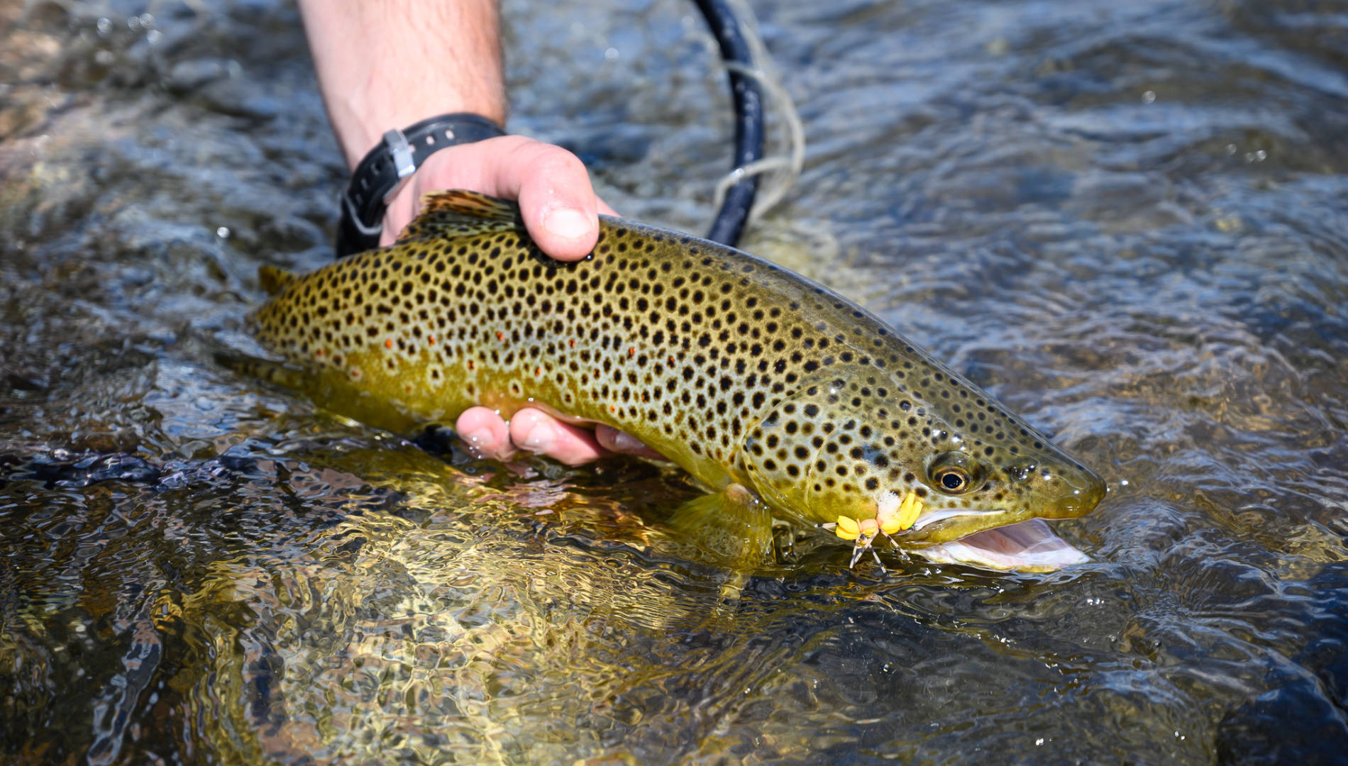 Yellowstone River Brown Trout on a Montana fly fishing trip