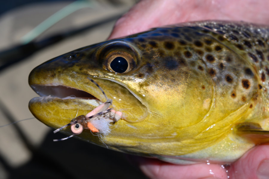 8/4/20  Bozeman, MT Fly Fishing Report