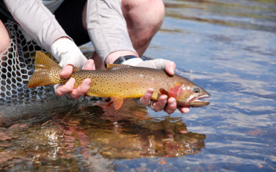 2019 Bozeman Fly Fishing Trips