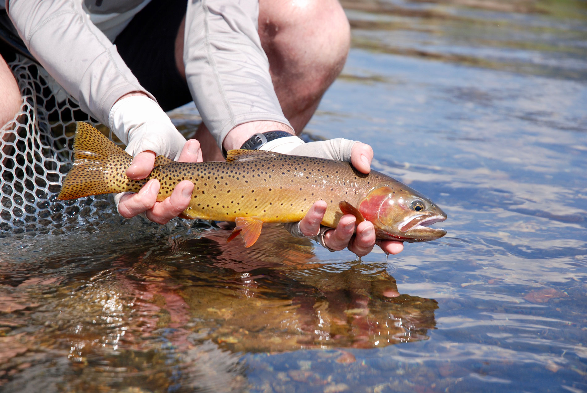 fisherman holding trout slightly above water