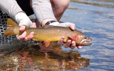 July Fly Fishing in Montana