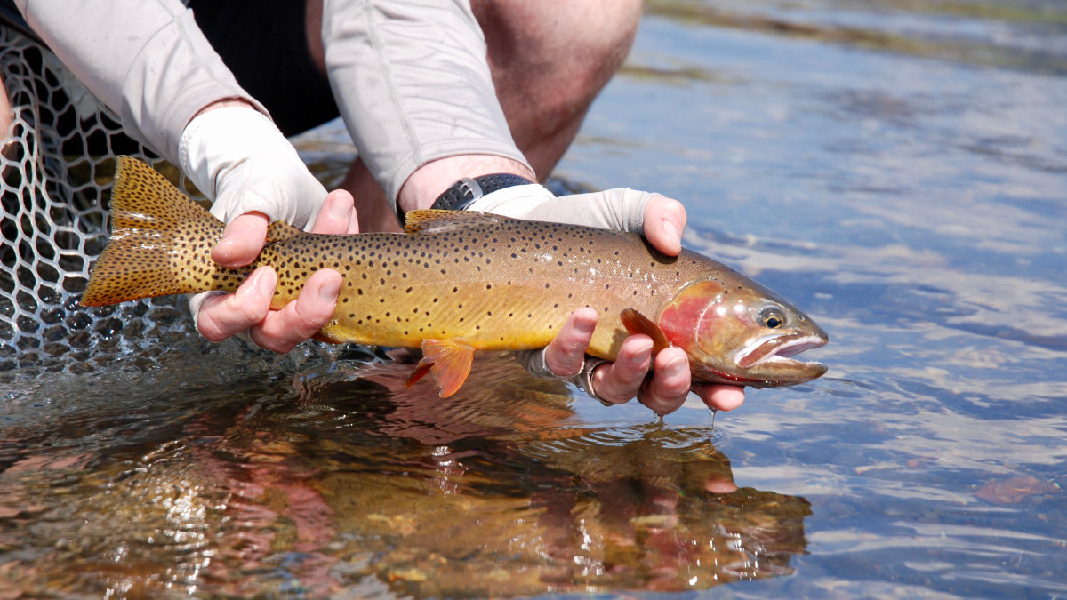 Fly Fishing for Cutthroat trout in Montana