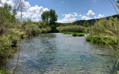 Summer Spring Creek Fly Fishing Trips