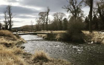 Bozeman, MT Fly Fishing Report 11/15/18