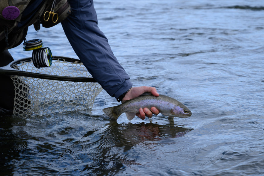 Gallatin River Learn to Fly Fish Montana Whitewater