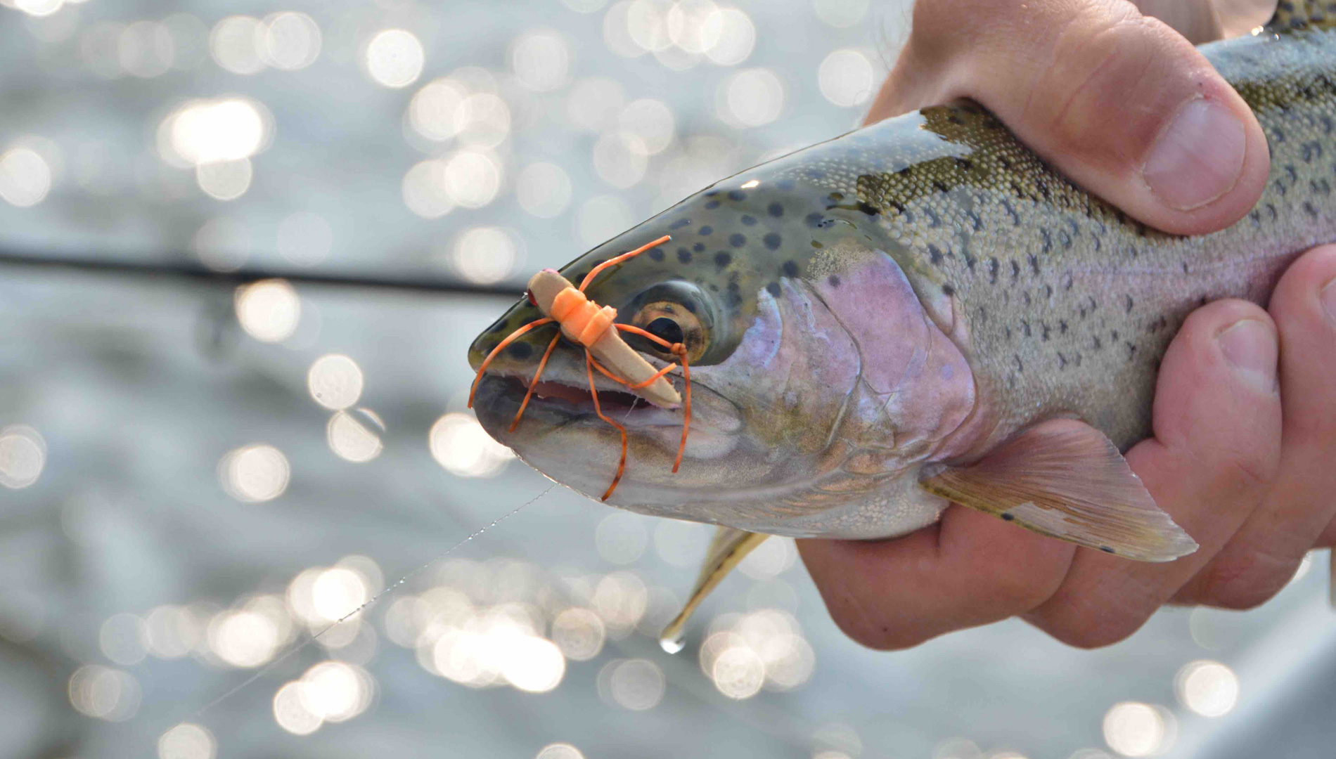 trout with fly in its mouth close up on jefferson river