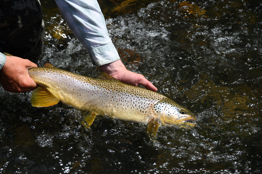 Barbless Hooks  Upavon Fly Fishing