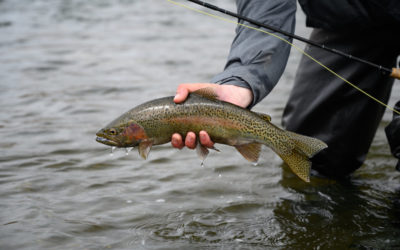 Madison River Spring Fly Fishing Trips