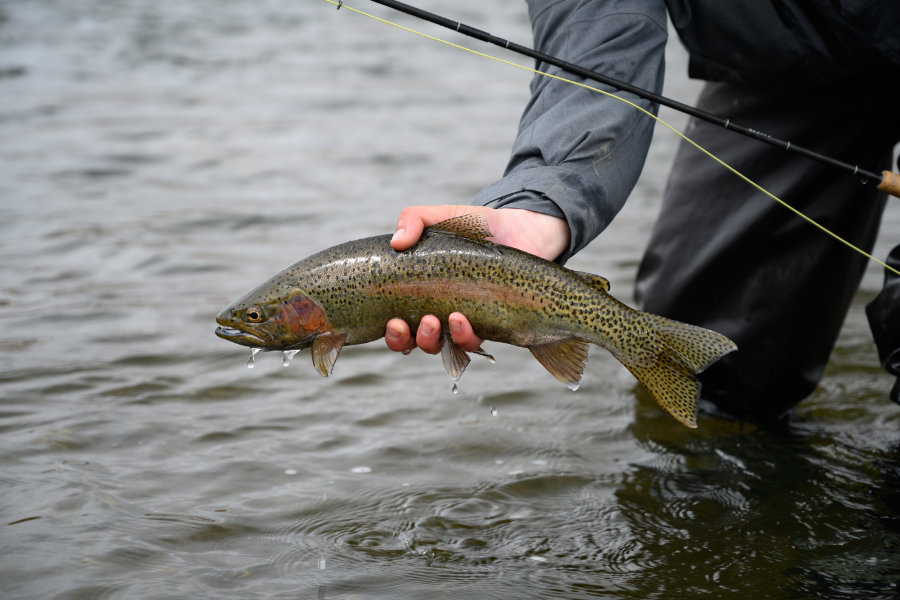 Madison River rainbow trout in the Spring