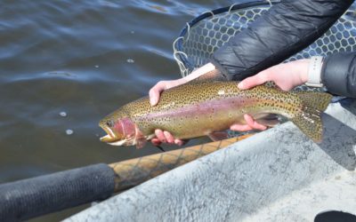 Bozeman, MT Fly Fishing Report 7/29/18