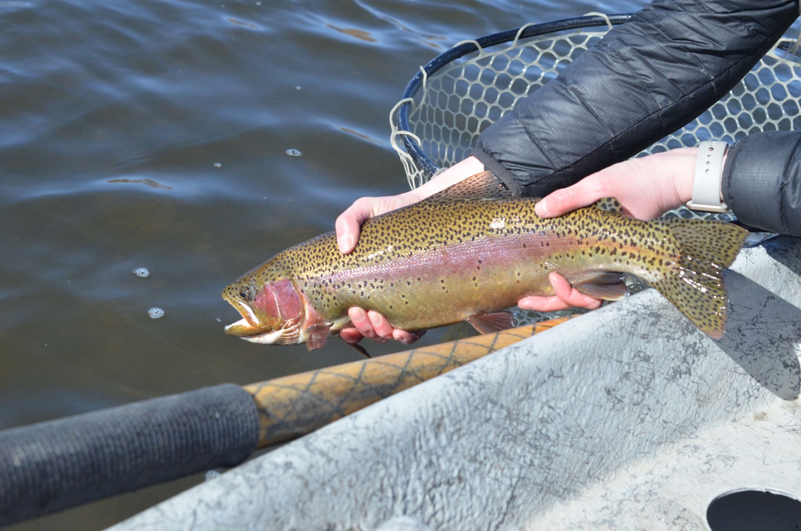 missouri river rainbow trout fly fishing