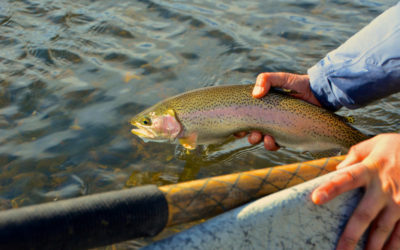 Bozeman, MT Fly Fishing Report 8/12/18