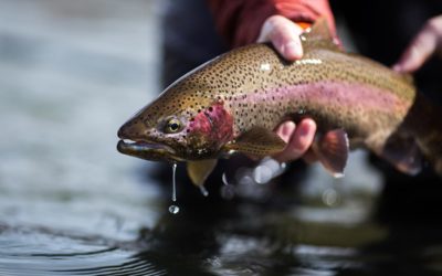 Bozeman, MT Fly Fishing Report 8/22/18