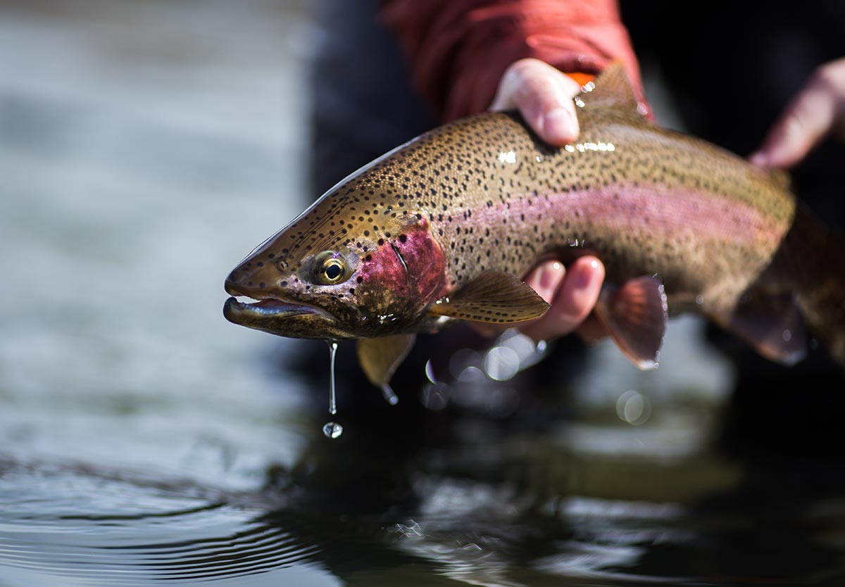 holding trout out of water while it looks like it is drooling