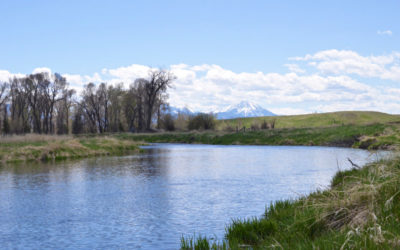 Montana Spring Creek Fly Fishing Basics