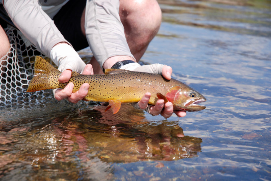 fly fishing trips yellowstone national park