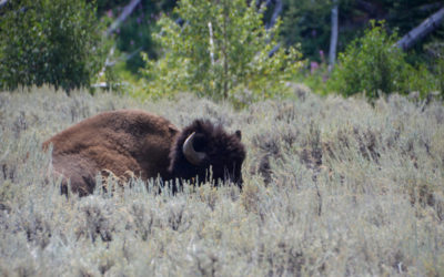 Yellowstone National Park Fly Fishing Guides, Trips, and Outfitting