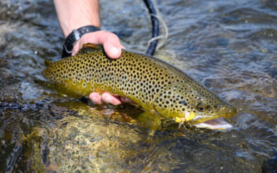 Yellowstone River Summer Fly Fishing Trips