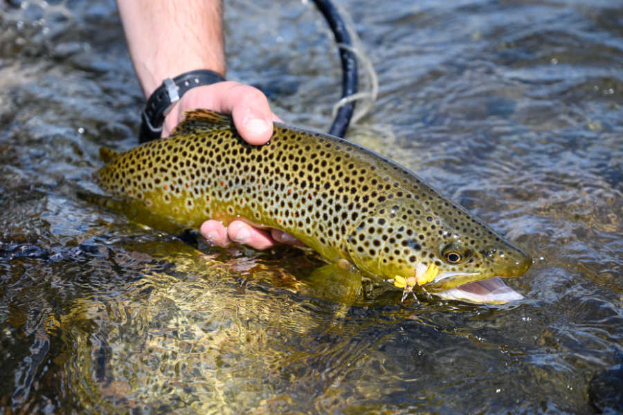 Angler holding a dry fly fed Yellowstone River brown trout