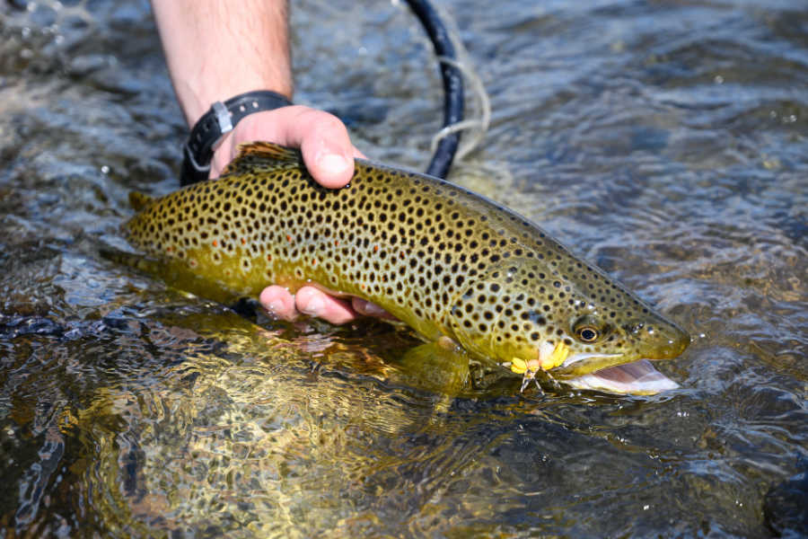 Gallatin River Learn to Fly Fish Montana Whitewater